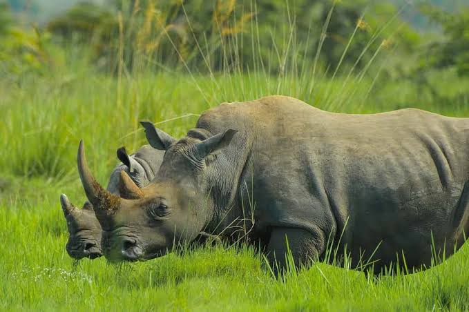 Walking with rhinos at Ziwa Sanctuary on a 5 day Murchison Falls National Park safari itinerary
