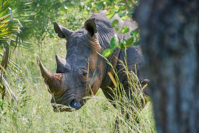 Walking alongside a Southern white rhino at Ziwa Rhino Sanctuary on a 4 day Bwindi gorilla trek combined with Ziwa Rhino Sanctuary walk