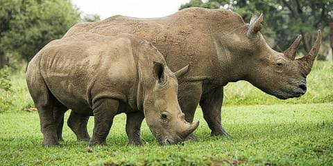 Walking alongside a rhino at Ziwa Rhino Sanctuary on a 7 day classic Uganda Big Five safari Murchison Falls Ziwa and Queen Elizabeth