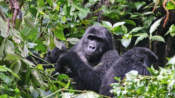 Birdwatching in the Ruhija sector, the best Bwindi gorilla sector for birders and peaceful treks