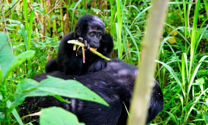 4 Day Bwindi Gorilla Habituation Experience Itinerary and Cost (2026/2027 Guide) 3 The Rushaga sector of Bwindi, the only location offering the 4 day Bwindi gorilla habituation experience in Uganda