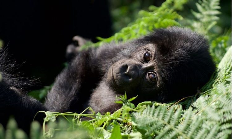 The Rushaga sector, the best Bwindi gorilla sector for gorilla habituation experiences and permit availability