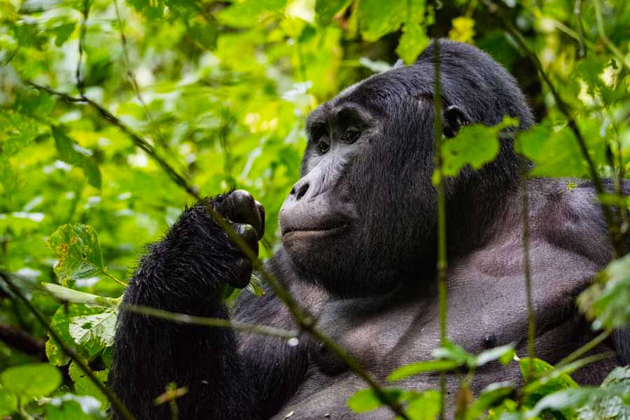 Crossing from Rwanda to Uganda on a 4 day Kigali to Bwindi luxury gorilla safari with private 4x4 Land Cruiser