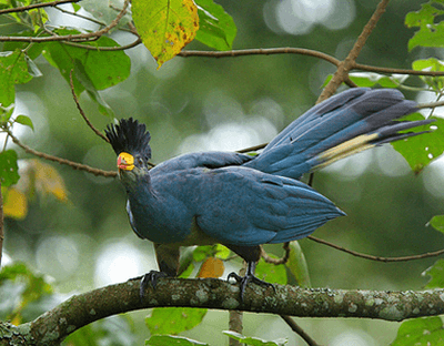 The Rwenzori Turaco, an Albertine Rift endemic and highlight of Uganda birding tours
