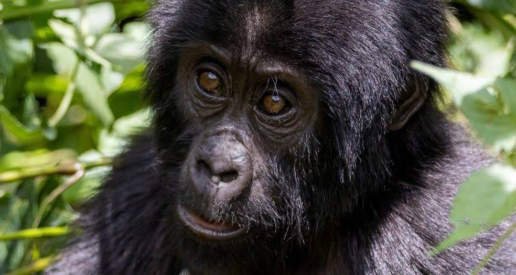 4 Day Bwindi Gorilla Habituation Experience Itinerary and Cost (2026/2027 Guide) 4 A silverback mountain gorilla observed during a 4 day Bwindi gorilla habituation experience in Uganda