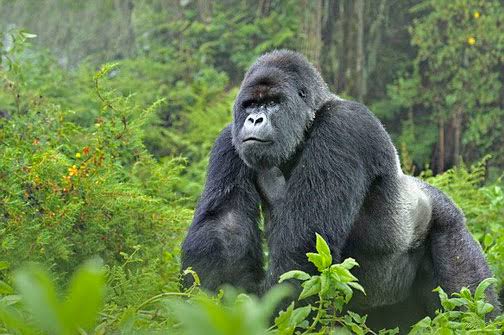 A silverback mountain gorilla in Bwindi on a 3 day luxury gorilla trekking safari Bwindi fly in from Entebbe