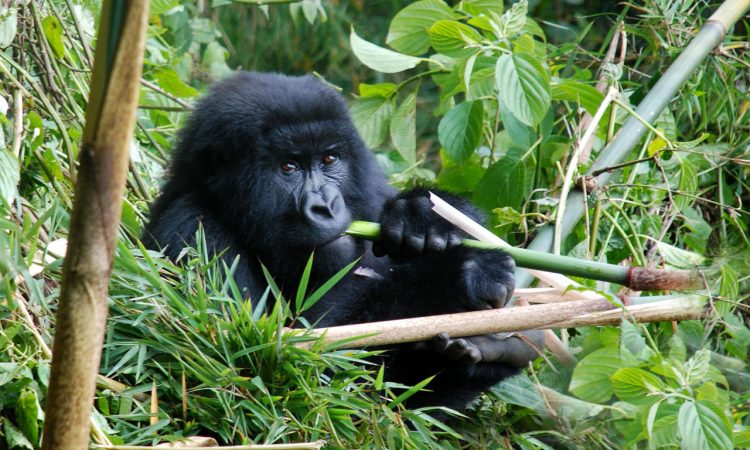 A stunning portrait of a silverback mountain gorilla on a 10 day comprehensive Uganda primate habituation experience safari