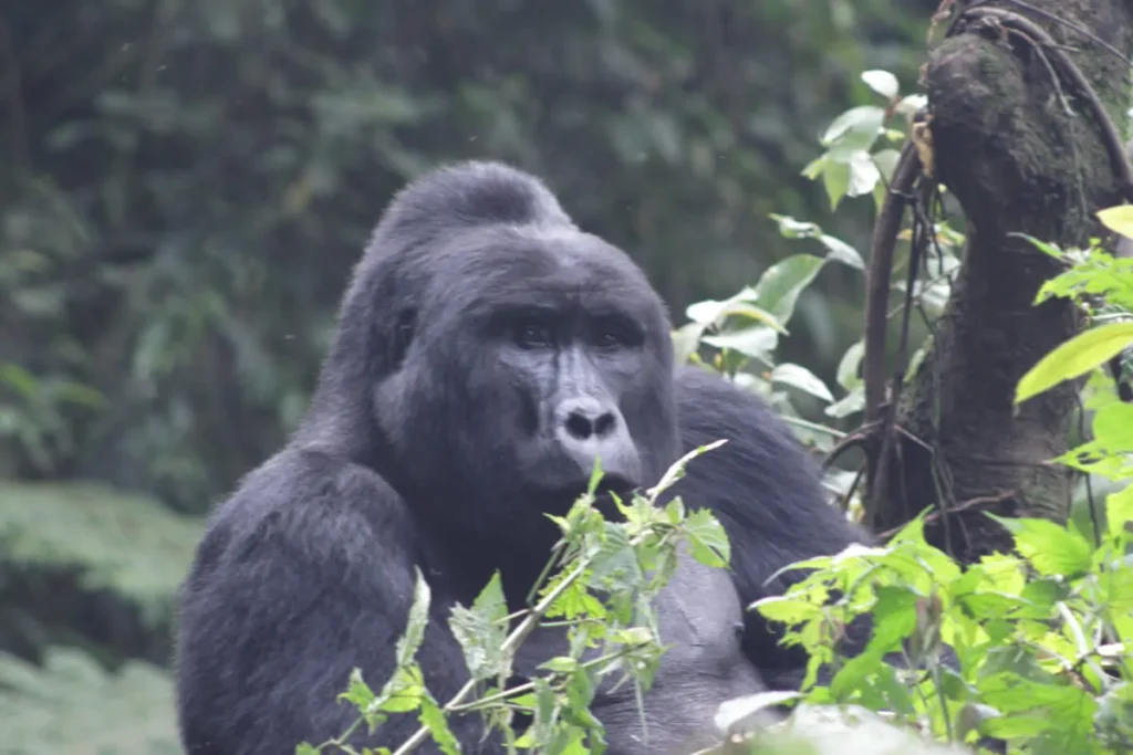 A stunning portrait of a silverback mountain gorilla captured during a 5 day photography safari itinerary for mountain gorillas and chimps