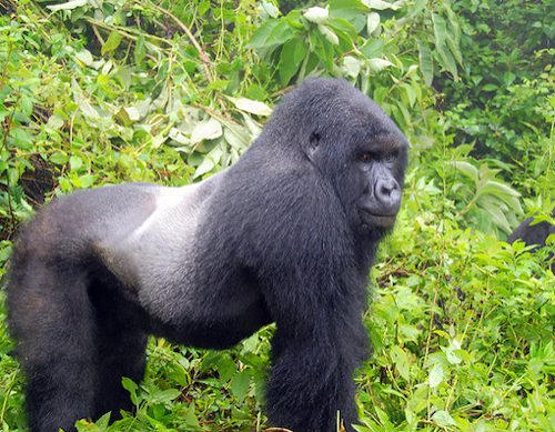A silverback mountain gorilla in Bwindi on a 10 day best of Uganda safari itinerary Murchison Falls Kibale Bwindi Mburo