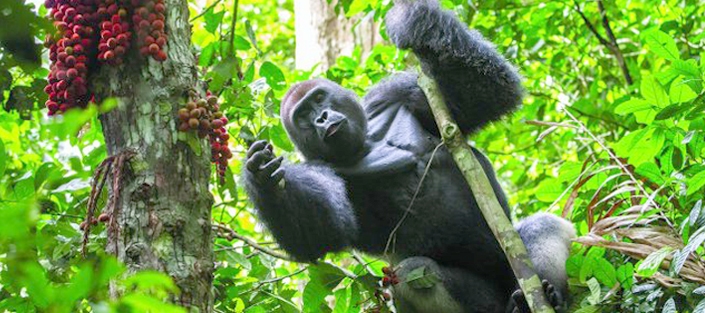 A silverback mountain gorilla in Bwindi Impenetrable Forest, part of a 3 day Bwindi gorilla trek with Lake Bunyonyi relaxation itinerary