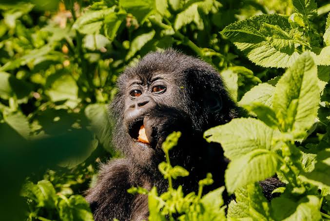 A silverback mountain gorilla in Bwindi on a 4 day Kigali to Bwindi luxury gorilla safari with private 4x4 Land Cruiser