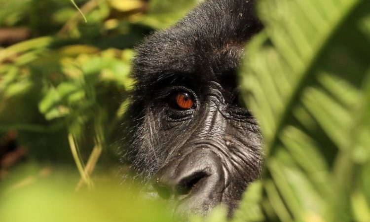 A silverback mountain gorilla in Bwindi on a 6 day Bwindi and Queen Elizabeth National Park safari itinerary
