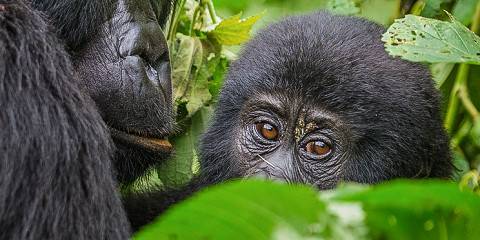 A silverback mountain gorilla in Bwindi on an 8 day Uganda wildlife and gorilla trekking tour package with luxury lodges