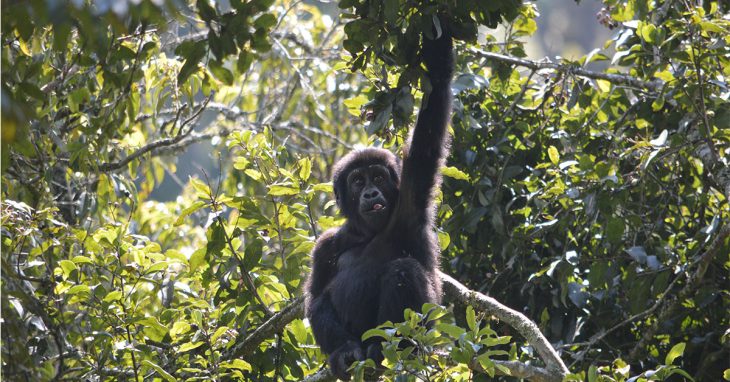 A silverback mountain gorilla in Mgahinga Gorilla National Park, part of a 2 day fast track gorilla trekking tour from Kigali Rwanda to Mgahinga