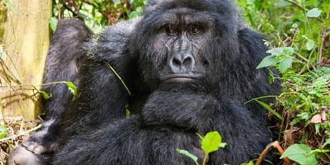 A silverback mountain gorilla in Mgahinga Gorilla National Park, part of a 5 day Uganda gorilla trekking and golden monkey tracking Mgahinga