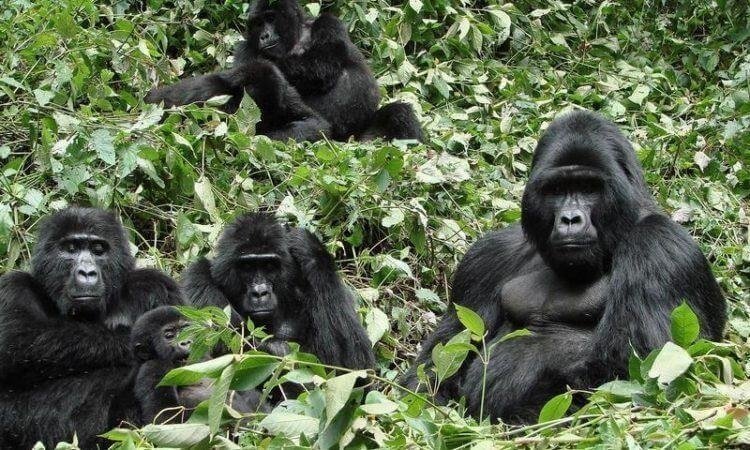 A silverback mountain gorilla in Bwindi on a 3 day private family gorilla safari package in Uganda with teens