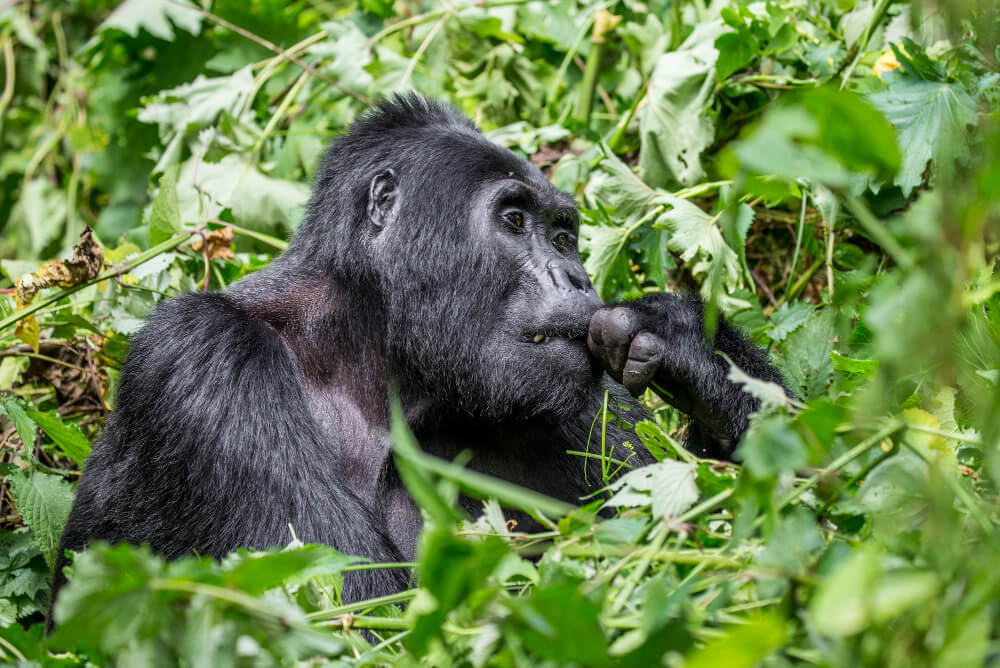 A silverback mountain gorilla in Bwindi on a 4 day Bwindi gorilla trek combined with Ziwa Rhino Sanctuary walk