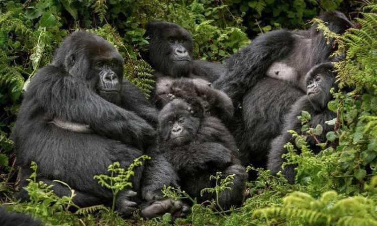 A silverback mountain gorilla on a 4 day double gorilla trekking safari Bwindi Buhoma and Rushaga sectors