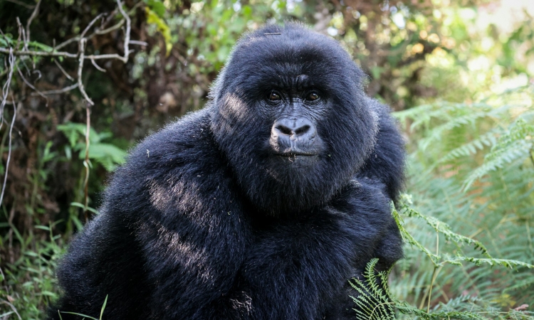 A silverback mountain gorilla in Bwindi on a 6 day wheelchair accessible gorilla trekking safari Uganda itinerary