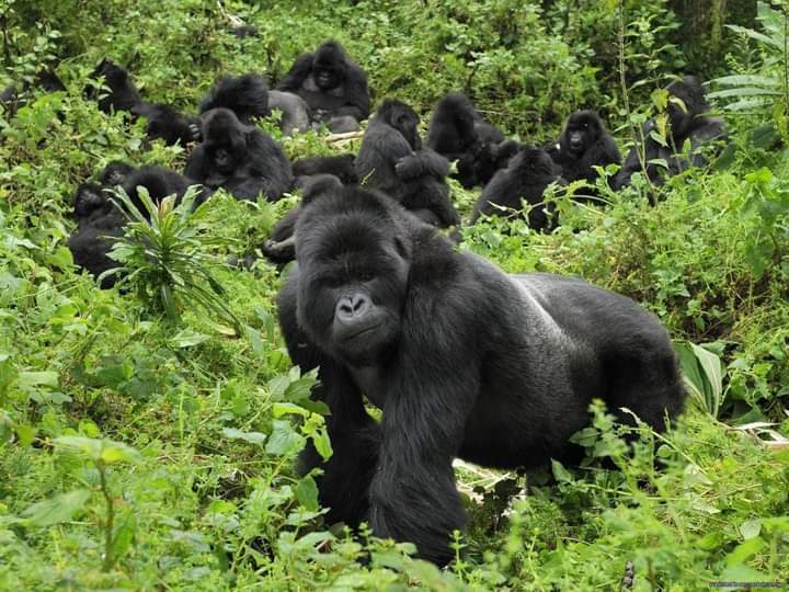 Teenagers trekking through Bwindi forest on a 3 day private family gorilla safari package in Uganda with teens