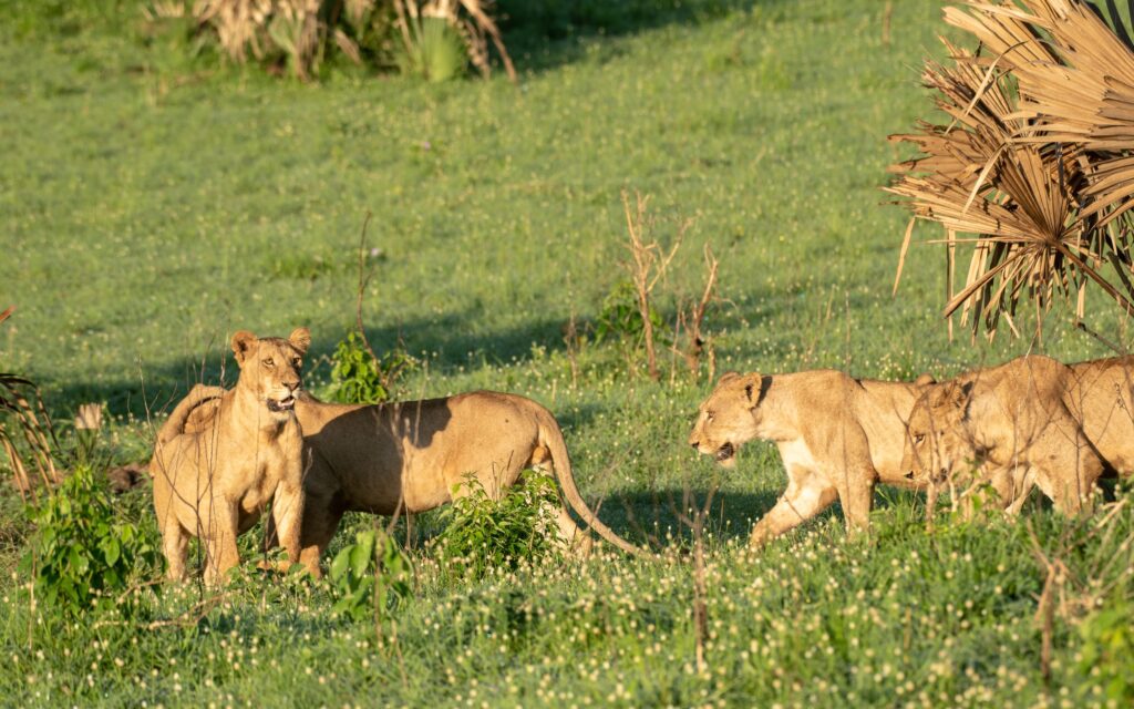 A photographer capturing a tree-climbing lion in Ishasha on an 8 day Uganda photography safari Big Five and primate package