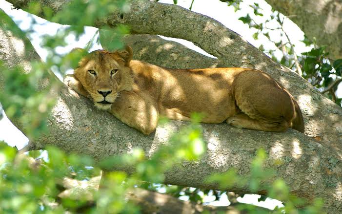 A tree-climbing lion in Ishasha on a 12 day ultimate Uganda wildlife safari and gorilla trekking tour