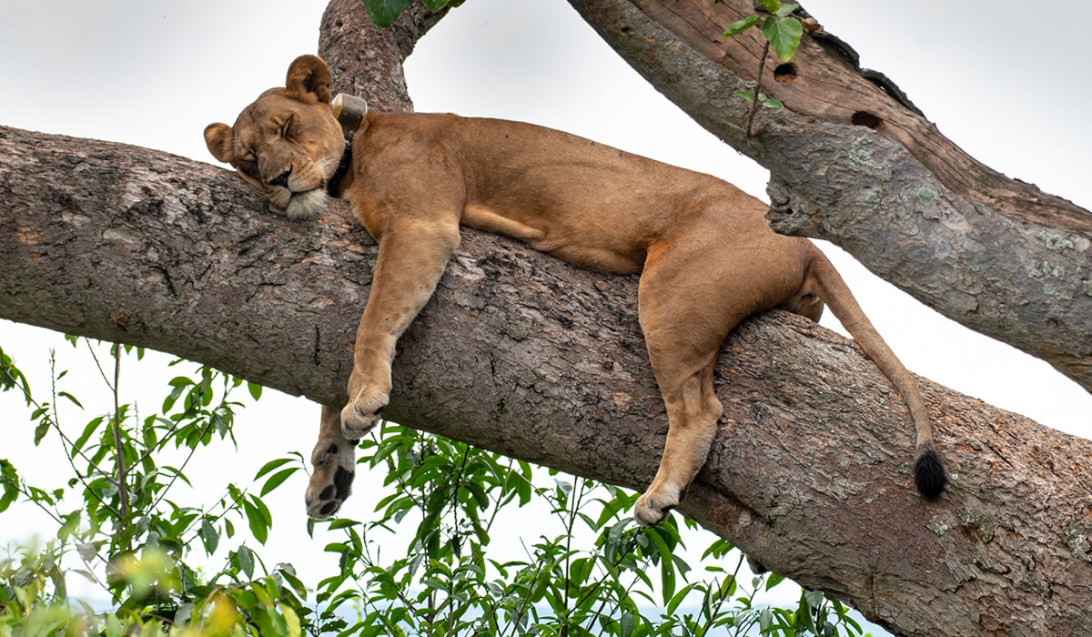 A tree-climbing lion in Ishasha on a 14 day complete grand Uganda safari itinerary from Entebbe to Bwindi
