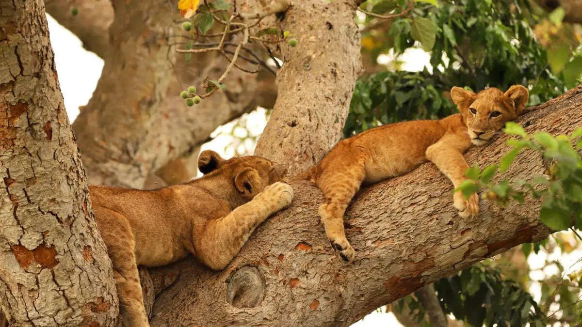 A tree-climbing lion in Ishasha on a 7 day classic Uganda Big Five safari Murchison Falls Ziwa and Queen Elizabeth