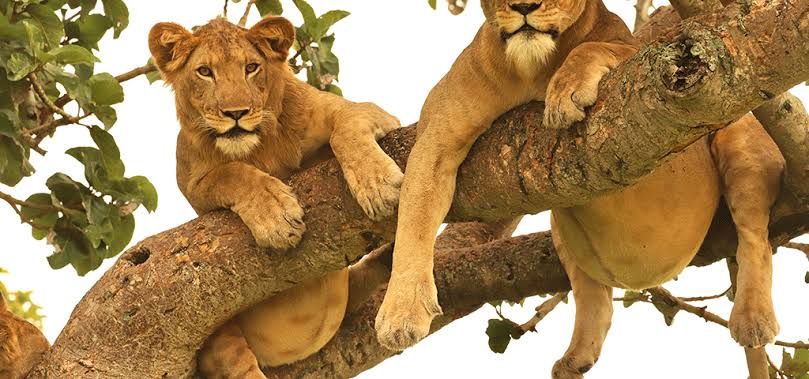 A tree-climbing lion in Ishasha on an 8 day fly-in luxury safari Murchison Falls Queen Elizabeth Bwindi