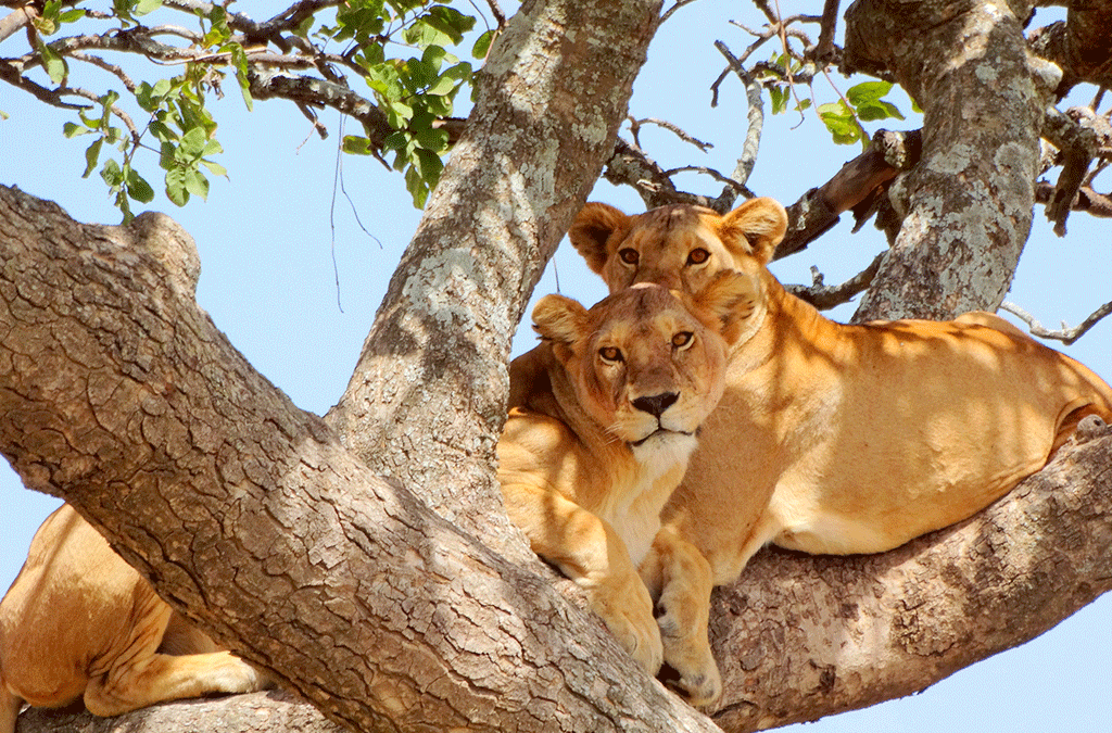 A tree-climbing lion in Queen Elizabeth National Park on a 6 day Bwindi and Queen Elizabeth National Park safari itinerary