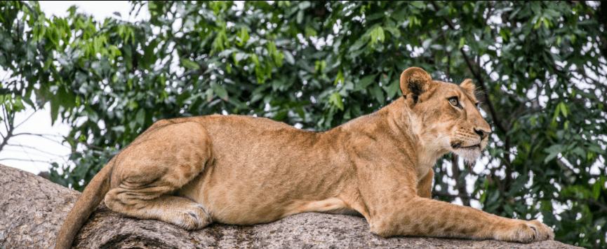 A tree-climbing lion in Queen Elizabeth National Park on an 8 day Uganda wildlife and gorilla trekking tour package with luxury lodges