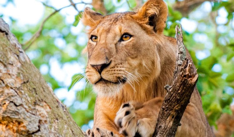The Ultimate Guide to Uganda Tourism 2026: Gorilla Trekking, Safaris & Sustainable Travel