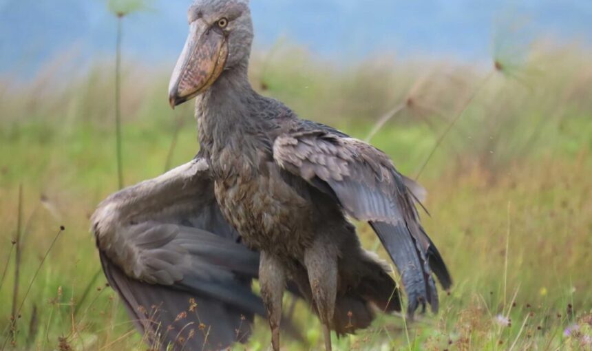 Uganda Birding Tours: The Ultimate Guide to Birdwatching in the Pearl of Africa (2026/2027)