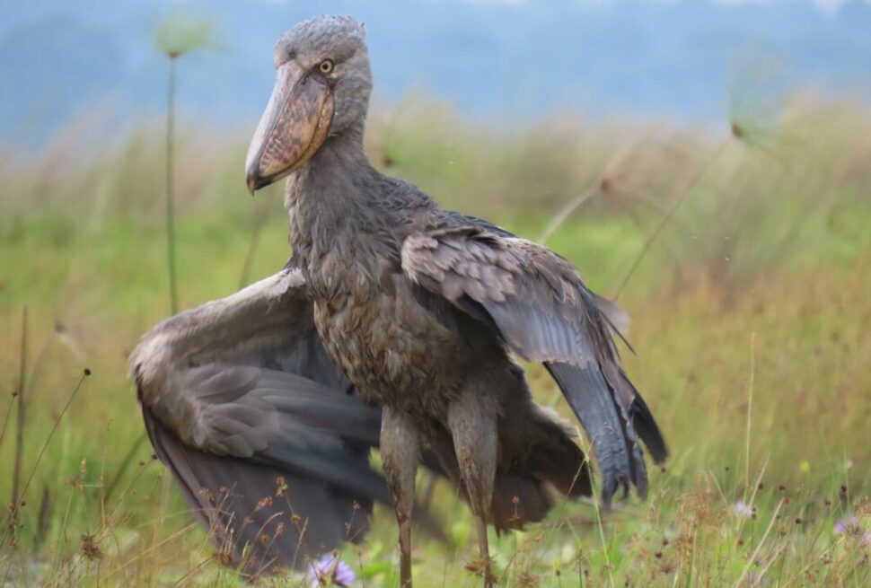 The iconic Shoebill in Mabamba Swamp, a highlight of Uganda birding tours in Uganda