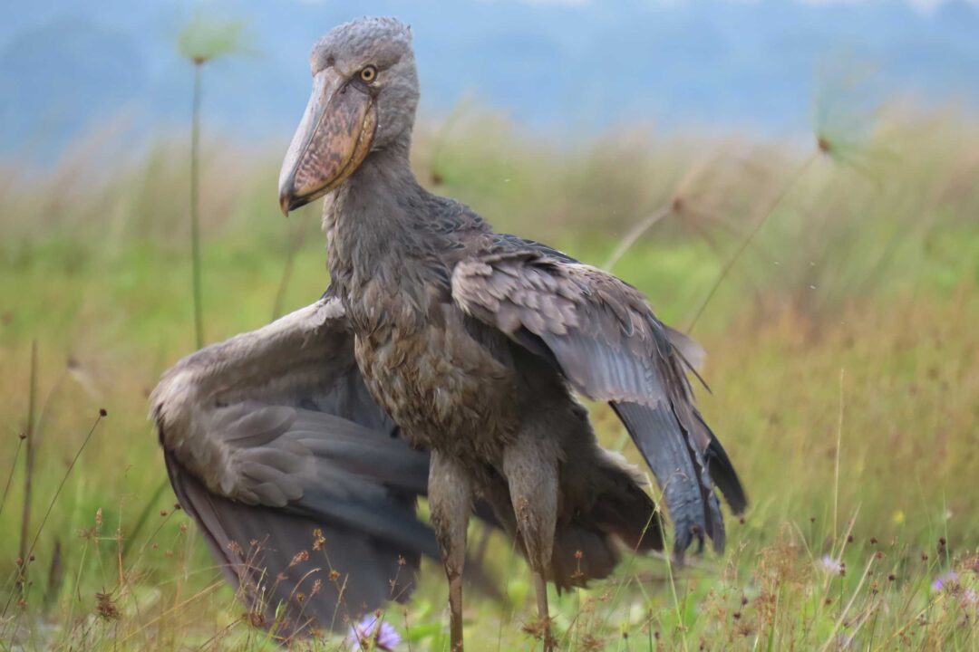 The iconic Shoebill in Mabamba Swamp, a highlight of Uganda birding tours in Uganda