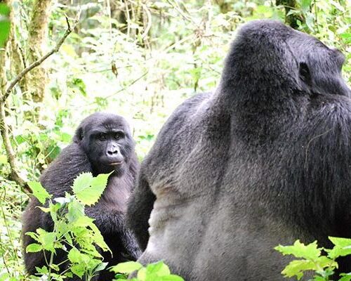 7-day Uganda-Rwanda primate safari - Silverback Gorilla