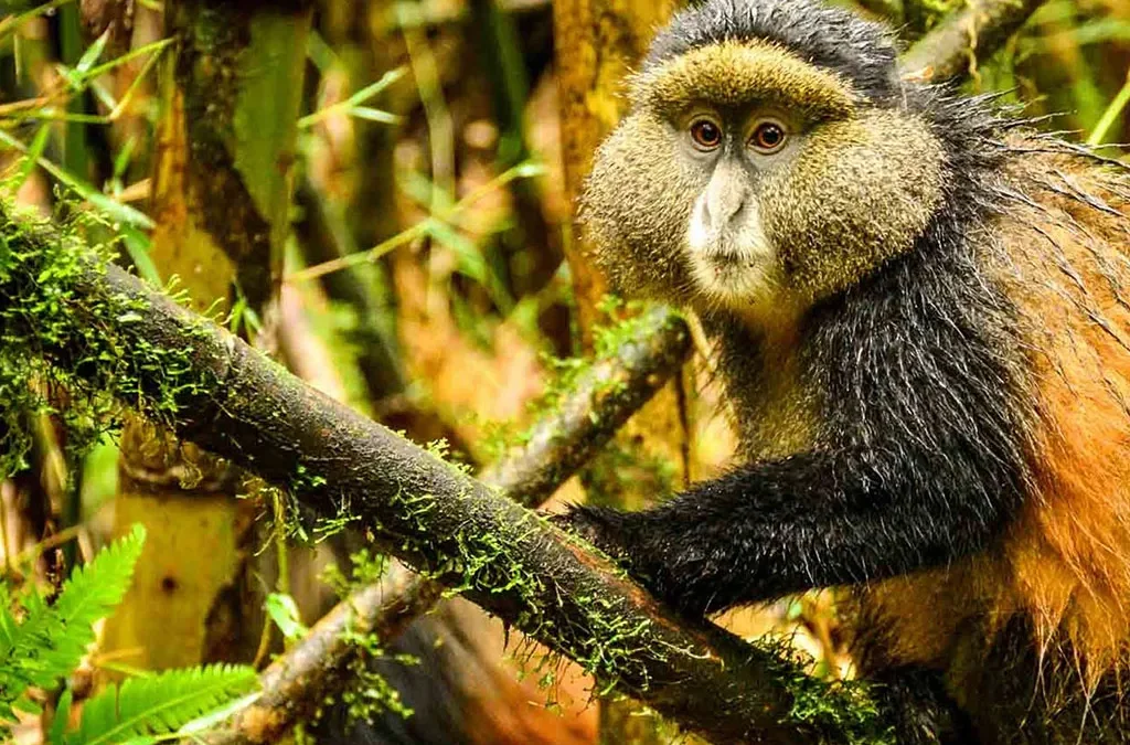 Scenic view of the Virunga volcanoes during a 5 day Uganda gorilla trekking and golden monkey tracking Mgahinga safari