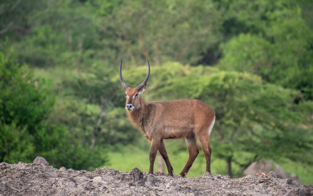 A guided walking safari in Lake Mburo National Park on a 2 day Lake Mburo walking safari and horseback riding weekend package