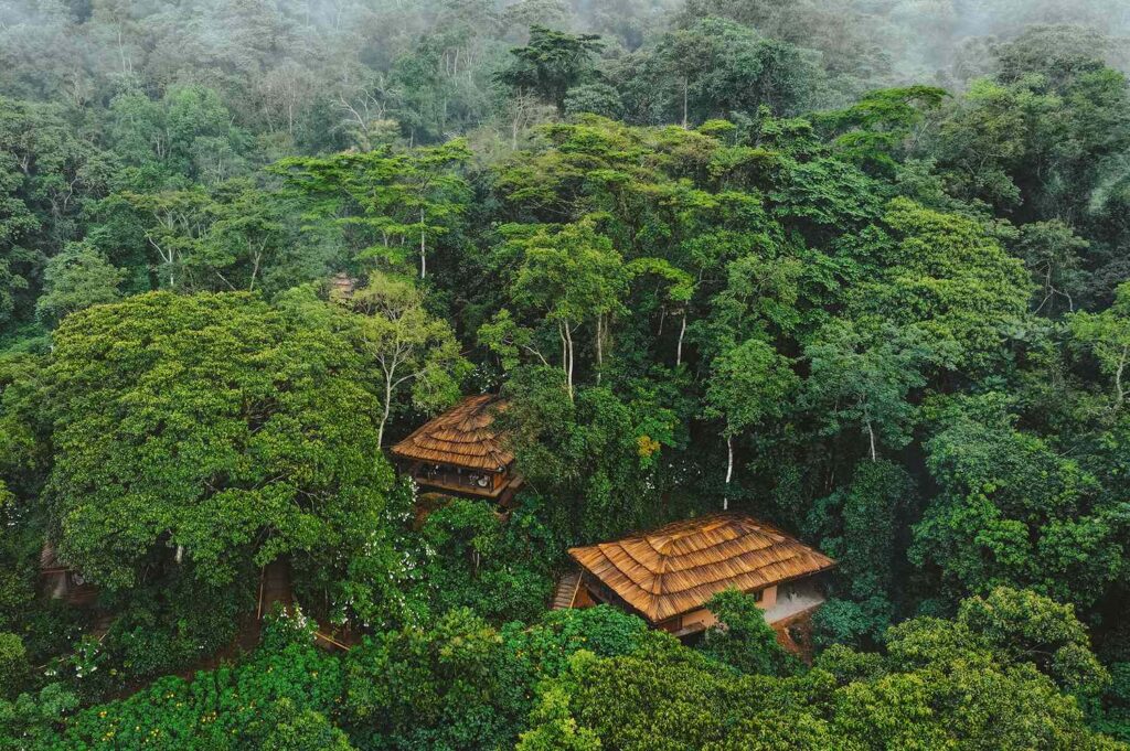 Gorilla Forest Lodge, the only lodge inside Bwindi, a prime option for where to stay for gorilla trekking in Uganda