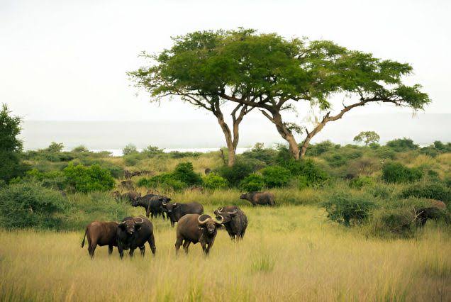 Senior travelers viewing wildlife on a 10 day senior-friendly non-bumpy Uganda wildlife safari route