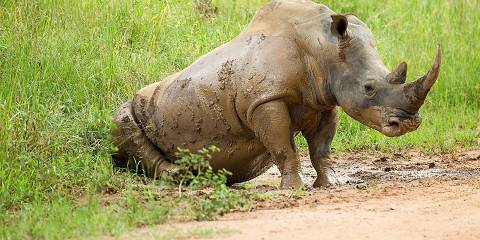 The landscape of Ziwa Rhino Sanctuary on a 4 day Bwindi gorilla trek combined with Ziwa Rhino Sanctuary walk