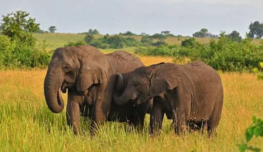 AFCON 2026 safari itinerary Uganda – game drive in Queen Elizabeth National Park with elephants