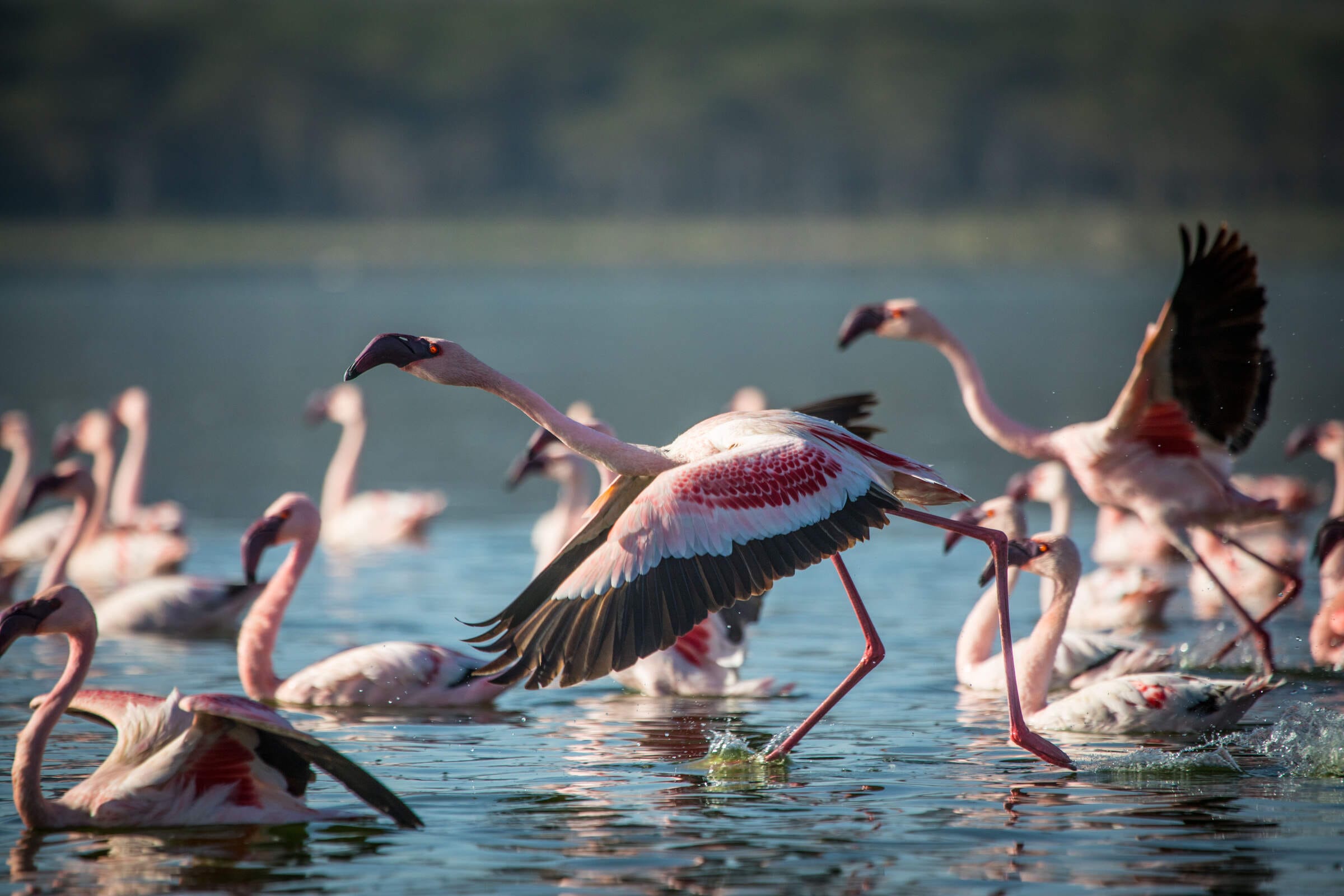 Afraeka Adventures birding guide with spotting scope in Uganda