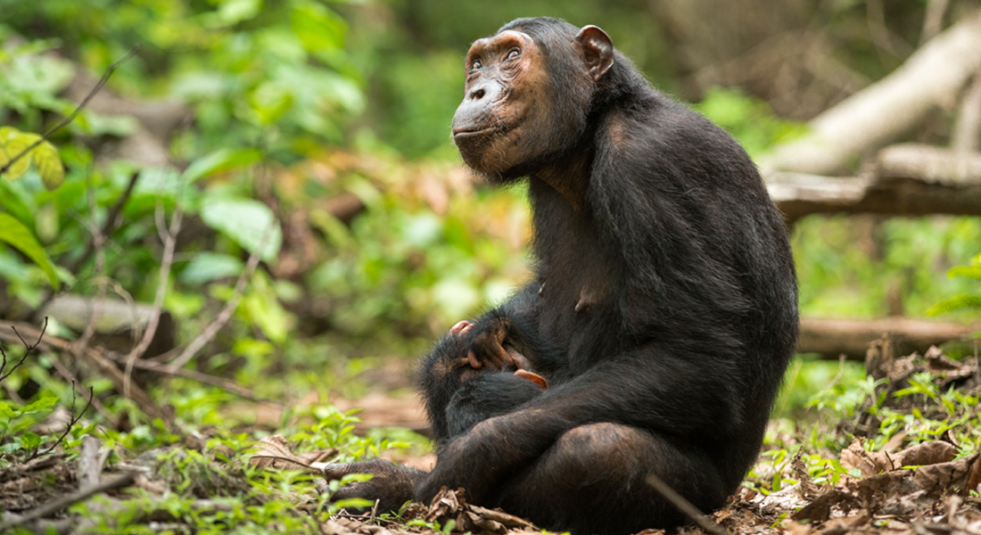 Afraeka Adventures chimpanzee trekking – expert guides in Kibale National Park