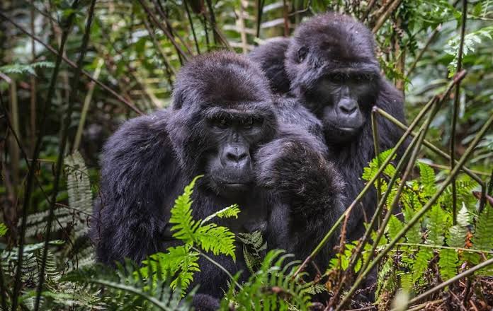 Afraeka Adventures gorilla trekking – expert guides and sustainable tours