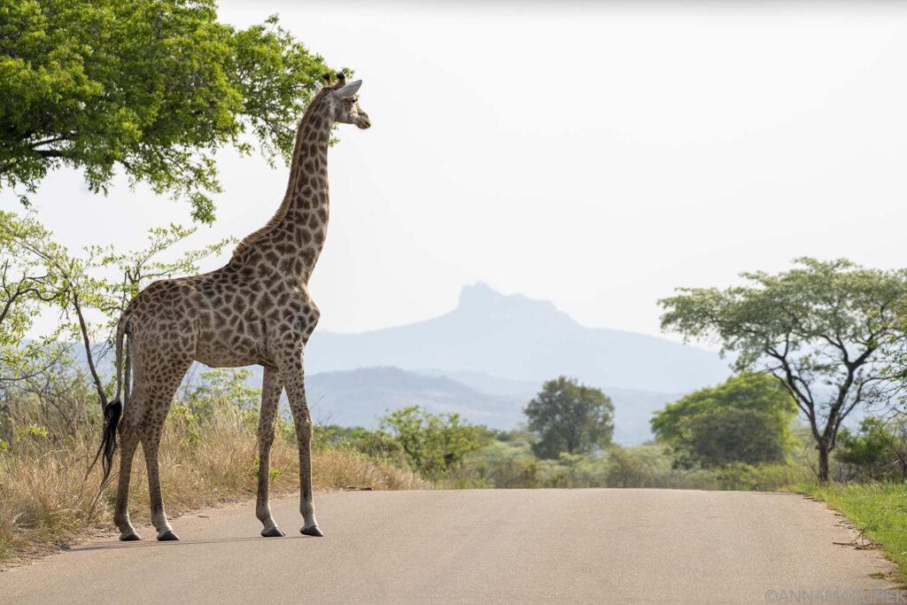 Airalo Holafly eSIM coverage Uganda safari national parks – checking eSIM coverage in Bwindi