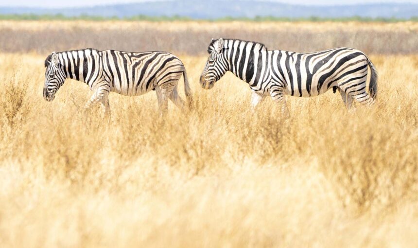Airalo Holafly eSIM Coverage Uganda Safari National Parks – 2026 Guide