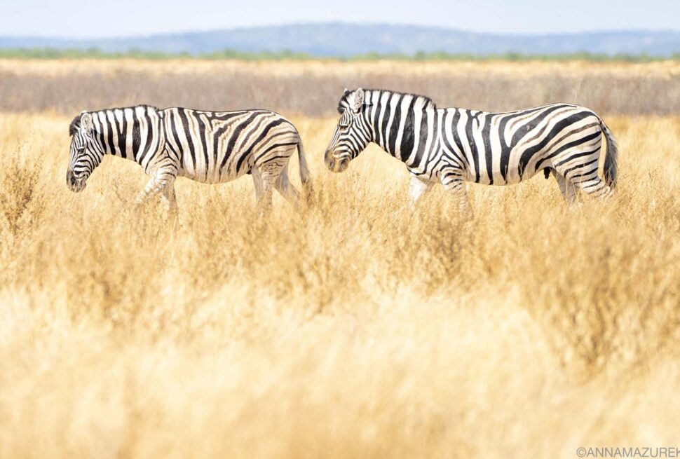 Airalo Holafly eSIM coverage Uganda safari national parks – eSIM app on a smartphone in Uganda