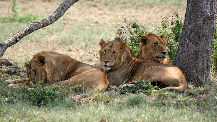Airalo Holafly eSIM coverage Uganda safari national parks – installing an eSIM on a smartphone