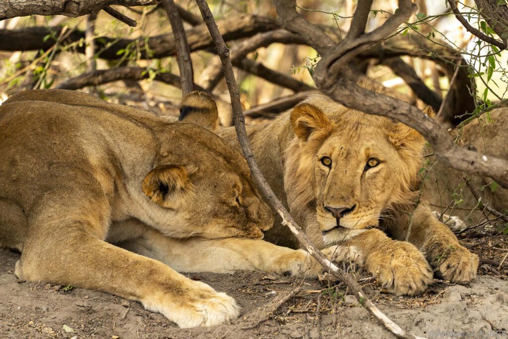 Airalo Holafly eSIM coverage Uganda safari national parks – safari vehicle with phone signal